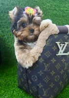 Babydoll traditional female , a female Yorkshire Terrier for sale in Pensacola, FL – 10 of 10