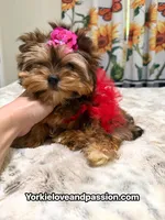 Babydoll sable female , a female Yorkshire Terrier for sale in Pensacola, FL – 9 of 10