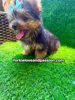 Xsmall traditional male , a male Yorkshire Terrier for sale in Pensacola, FL – 6 of 10