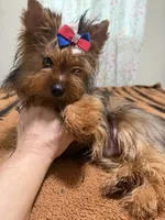 Sable male , a male Yorkshire Terrier for sale in Pensacola, FL – 9 of 10