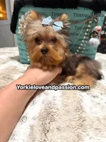 Blue Merle male , a male Yorkshire Terrier for sale in Pensacola, FL – 6 of 10