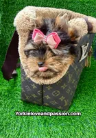 Xxsmall babydoll traditional female , a female Yorkshire Terrier for sale in Pensacola, FL – 9 of 10