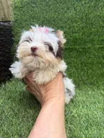 Xxxxsmall chocolate Parti female, a female Yorkshire Terrier for sale in Pensacola, FL – 5 of 10
