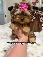 Babydoll sable female , a female Yorkshire Terrier for sale in Pensacola, FL – 8 of 10