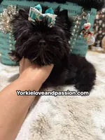 Small black male , a male Yorkshire Terrier for sale in Pensacola, FL – 10 of 10