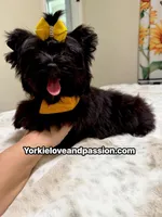 Solid black male, a male Yorkshire Terrier for sale in Pensacola, FL – 4 of 6