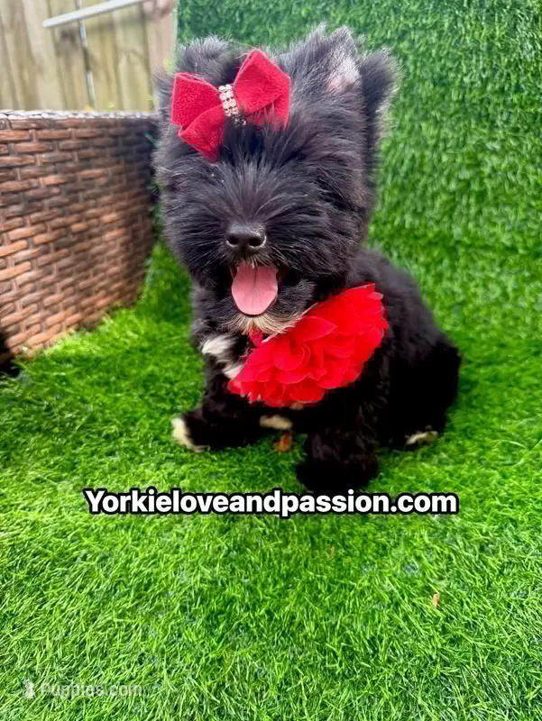 Black female  – Yorkshire Terrier puppy for sale in Pensacola, FL