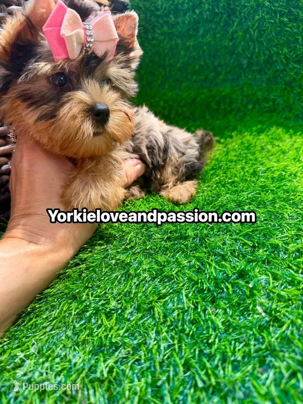 Babydoll blue Merle female  – Yorkshire Terrier puppy for sale in Pensacola, FL