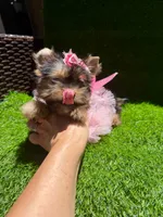 Lola, a female Yorkshire Terrier for sale in Pensacola, FL – 4 of 8