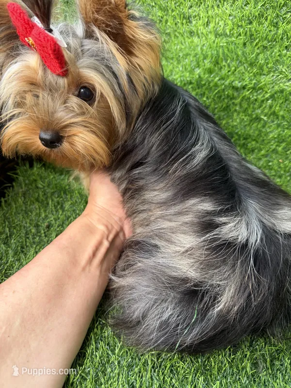 Blue Merle female  – Yorkshire Terrier puppy for sale in Pensacola, FL