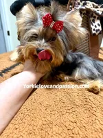 Blue Merle female , a female Yorkshire Terrier for sale in Pensacola, FL – 3 of 9