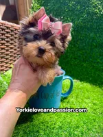 Babydoll blue Merle female , a female Yorkshire Terrier for sale in Pensacola, FL – 2 of 10