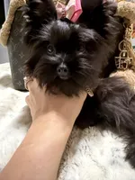Xsmall black female , a female Yorkshire Terrier for sale in Pensacola, FL – 5 of 8