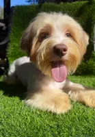 Coopee, a male Yorkshire Terrier for sale in Pensacola, FL – 2 of 10