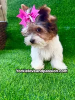 Small Parti female , a female Yorkshire Terrier for sale in Pensacola, FL – 3 of 10