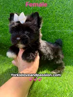 Black female , a female Yorkshire Terrier for sale in Pensacola, FL – 1 of 10