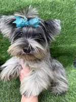 Bruno , a male Yorkshire Terrier for sale in Pensacola, FL – 9 of 10
