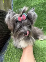 black Merle tweed female , a female Yorkshire Terrier for sale in Pensacola, FL – 7 of 10
