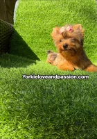 Blue Merle female , a female Yorkshire Terrier for sale in Pensacola, FL – 7 of 10