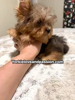 Blue Merle male , a male Yorkshire Terrier for sale in Pensacola, FL – 9 of 10