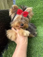 Blue Merle female , a female Yorkshire Terrier for sale in Pensacola, FL – 2 of 7