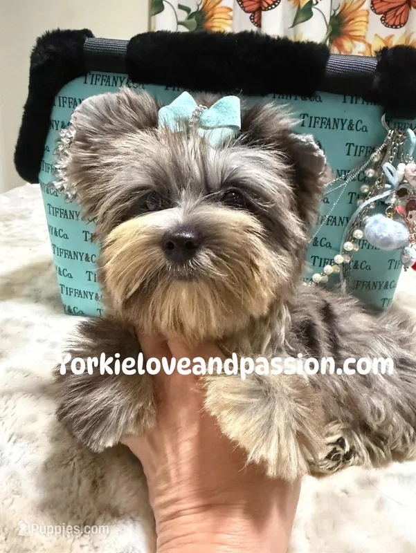 Silver Merle male  – Yorkshire Terrier puppy for sale in Pensacola, FL
