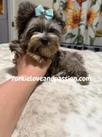 Silver Merle male , a male Yorkshire Terrier for sale in Pensacola, FL – 2 of 6