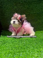 Small Parti female , a female Yorkshire Terrier for sale in Pensacola, FL – 5 of 10