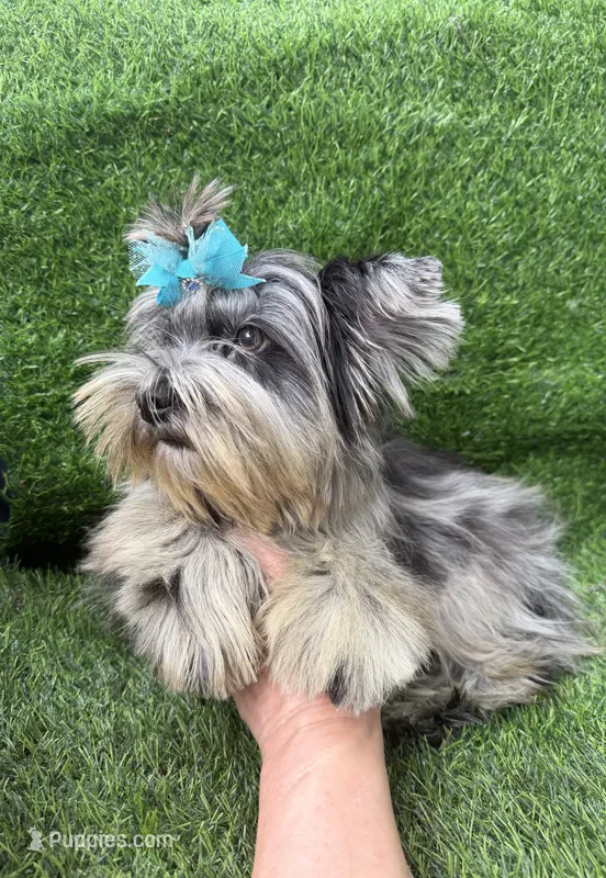 Bruno  – Yorkshire Terrier puppy for sale in Pensacola, FL