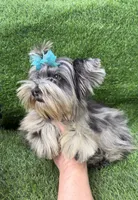 Bruno , a male Yorkshire Terrier for sale in Pensacola, FL – 1 of 10