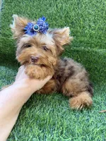 Chocolate Merle male , a male Yorkshire Terrier for sale in Pensacola, FL – 9 of 10