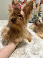 sable female, a female Yorkshire Terrier for sale in Pensacola, FL – 2 of 8