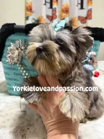 Silver Merle male , a male Yorkshire Terrier for sale in Pensacola, FL – 4 of 6