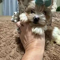  Merle male, a male Yorkshire Terrier for sale in Pensacola, FL – Photo 3 of 10