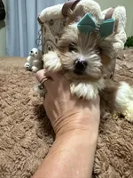  Merle male, a male Yorkshire Terrier for sale in Pensacola, FL – Photo 3 of 10