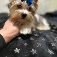  Merle male, a male Yorkshire Terrier for sale in Pensacola, FL – Photo 1 of 10