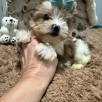  Merle male, a male Yorkshire Terrier for sale in Pensacola, FL – Photo 2 of 10