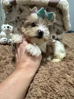  Merle male, a male Yorkshire Terrier for sale in Pensacola, FL – Photo 2 of 10