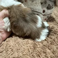  Merle male, a male Yorkshire Terrier for sale in Pensacola, FL – Photo 5 of 10