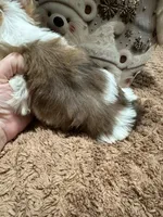  Merle male, a male Yorkshire Terrier for sale in Pensacola, FL – Photo 5 of 10