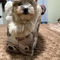  Merle male, a male Yorkshire Terrier for sale in Pensacola, FL – Photo 9 of 10