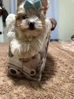  Merle male, a male Yorkshire Terrier for sale in Pensacola, FL – Photo 9 of 10