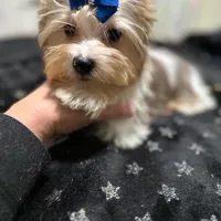  Merle male, a male Yorkshire Terrier for sale in Pensacola, FL – Photo 7 of 10