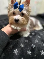  Merle male, a male Yorkshire Terrier for sale in Pensacola, FL – Photo 7 of 10