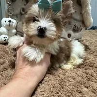  Merle male, a male Yorkshire Terrier for sale in Pensacola, FL – Photo 6 of 10