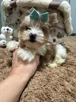  Merle male, a male Yorkshire Terrier for sale in Pensacola, FL – Photo 6 of 10