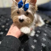  Merle male, a male Yorkshire Terrier for sale in Pensacola, FL – Photo 4 of 10