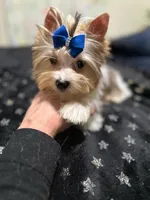  Merle male, a male Yorkshire Terrier for sale in Pensacola, FL – Photo 4 of 10