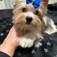  Merle male, a male Yorkshire Terrier for sale in Pensacola, FL – Photo 8 of 10