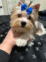  Merle male, a male Yorkshire Terrier for sale in Pensacola, FL – Photo 8 of 10